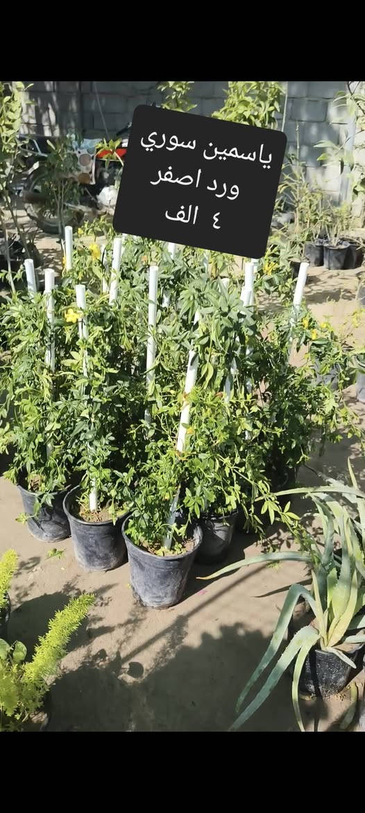 من رخصة 
الادمن نباتات ضليه وخارجيه التوصيل مجاني لمناطق واحياء كربلاء فقط الحجز واتساب  ***********
