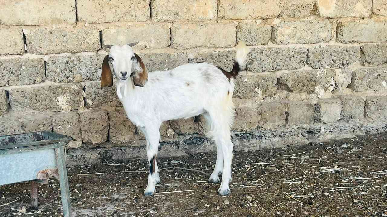 اصخله حلوه ونشطه فول
السعر 155
المكان العلم سمره
***********
