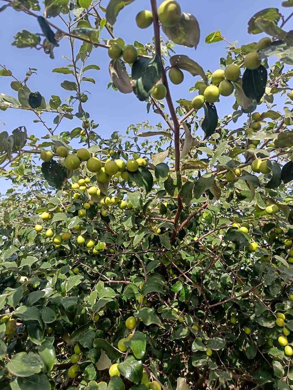 اللهم صل على محمد وآل محمد
يتوفر  اقلم  السدر التفاحي البصراوي  والباكستاني  الأحمر   من يرغب بتطعيم يتواصل وياي   وشكد يريد أقلام  موجوده ٠٠٠٠٠ وطريقة التطعيم  كلش سهله. والي ما يعرف اني اطعماله


**إذا كنت صاحب هذا الإعلان وتريد حذفه لأي سبب، رجاءا أرسل رسالة إلى الدعم الفني**