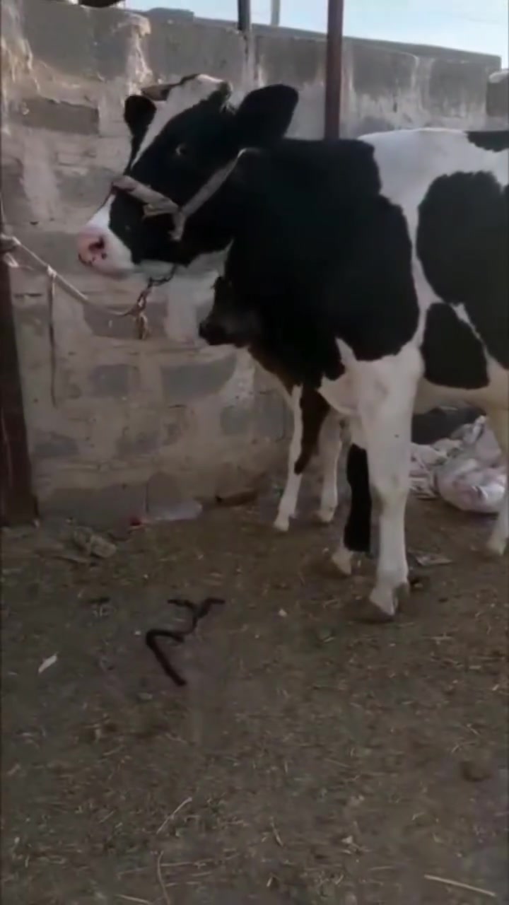 سلام عليكم 
بقره ثاني بطن هاديه وحلابه مكفوله من كل عيب المكان الكرابله  الشراي يراسلني او يتصل ***********
