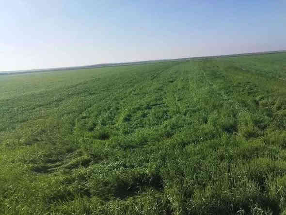 يعلن مكتب بركات العقيلة في منطقة الجمالية عن وجود ٢٠٠ دونم طابو سند ٢٥ سعر الدونم ٢٢ مليون مع المجآل 
للاستفسار 
عنوان المكتب كربلاء الحر الجمالية قبل ماتوصل شركة كآله هاتف ***********
والله ولي التوفيق
