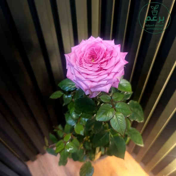 بسم الله 
جمعة مباركة 
زبائننا الكرام 
وصلتنا مجموعة متنوعة من النباتات الداخلية والخارجية 
وباسعار ان شاء الله مناسبة

جميع الأسعار مذكورة في الصور

جمبد عطري/جوري/سلطاني
القطع المعروضة فقط
ورد القرنفل الصيني
بالوانه الجذابة 
ملفوف زينة/لهانة
دفن باخيا هولندي
روز ماري اكليل الجبل 
عطري حجم كبير 
لافندر عطري حجم كبير 
ازداب عطري حجم كبير 
فل / رازقي حجم كبير 
عطر الشاي حجم كبير 
كراسولا عصاري
حجم كبير معمر 
دمعة الطفل حجم صغير 
كلانشوا صغير 
فتونيا هولندي ناعم 
لبلاب تعليق كثيف 
عنكبوت تركي تعليق كثيف 
عصاري ذيل العقرب هولندي 
مارنتا هولندي كثيف 
دراسينيا ليموني هولندي 
فيلودوندرون برازيل 
دمعة الطفل حجم كبير معمر 
سيت سنادين سيراميك ثلاثي 
سيت سنادين سيراميك رباعي
سيت سنادين فخار ثلاثي 
سيت سنادين فخار ثنائي 
قطرة عصى موسى 
عصى موسى كبير 

جميع الأسعار مذكورة في الصور 

زورو صفحتنا يوجد نباتات وسنادين 
وكل مستلزمات العناية بالنباتات 

مكاني موصل حي السكر قرب جامع الرحمة 
يوجد توصيل داخل الموصل ولجميع محافظات العراق

للطلب والاستفسار مراسلة الصفحة 
او التواصل على رقم الواتس اب 
***********
#برعم_للنباتات_المنولية
