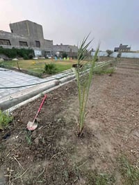 مزرعه للبيع موقع مميز زراعي   مساحه دونم مربع   كافه الخدمات   ماء اسا...