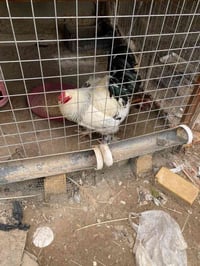 دجاج براهمه • طيور زينة • طاوس