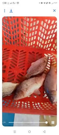 الناعم • حجز بنات • بغداد