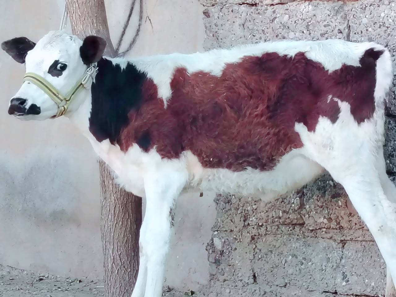 بسم الله ماشاء الله
حولية سمتال الاصلية 

جمة عرموطي ام الصرة 

حولية درجى اولى مال جنيه 

شرط اچل وشرب ونصاحة فول 

المكان  صلاح  الدين الشرقاط الخضرانيه

***********
***********
