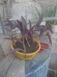 سندانه • ١٠٠٠ • ابو دشير