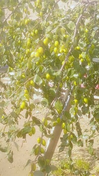 متوفر كادر لتطعيم السدر بانواعه وبأسعار تنافسية مع توفير اقلام سدر زيت...