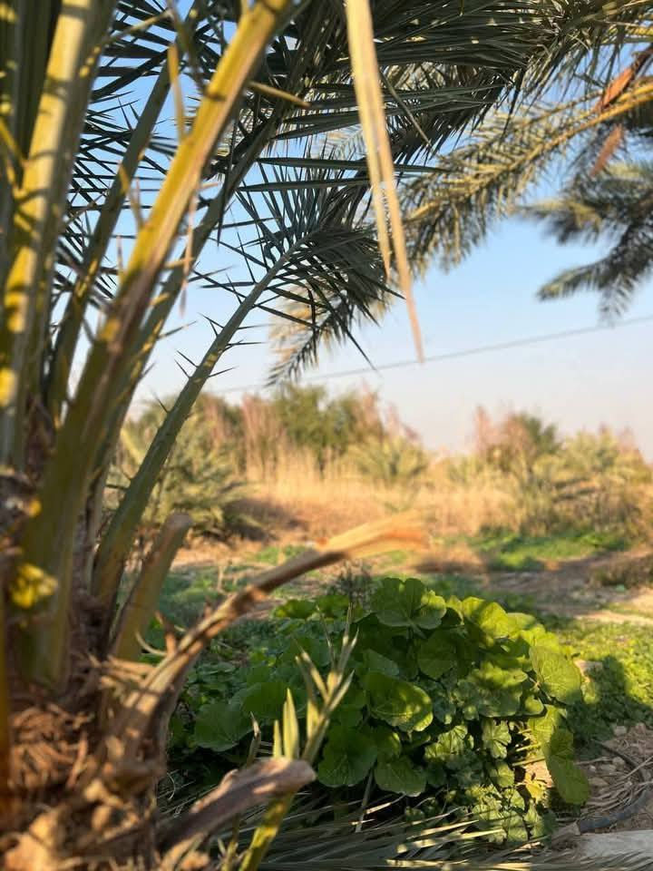 مزرعة للبيع
📍 الموقع: الديوانية – الشافعية، نزلت معمل 
📐 المساحة: خمس دونم
🏠 البيت: بناء حديث بمساحة 300 متر
🌴 المزرعة: مزروعة بالكامل بالنخيل
⚡ الخدمات: تبليط، كهرباء، ماء متوفرة بالكامل
📞 للاستفسار  ***********
