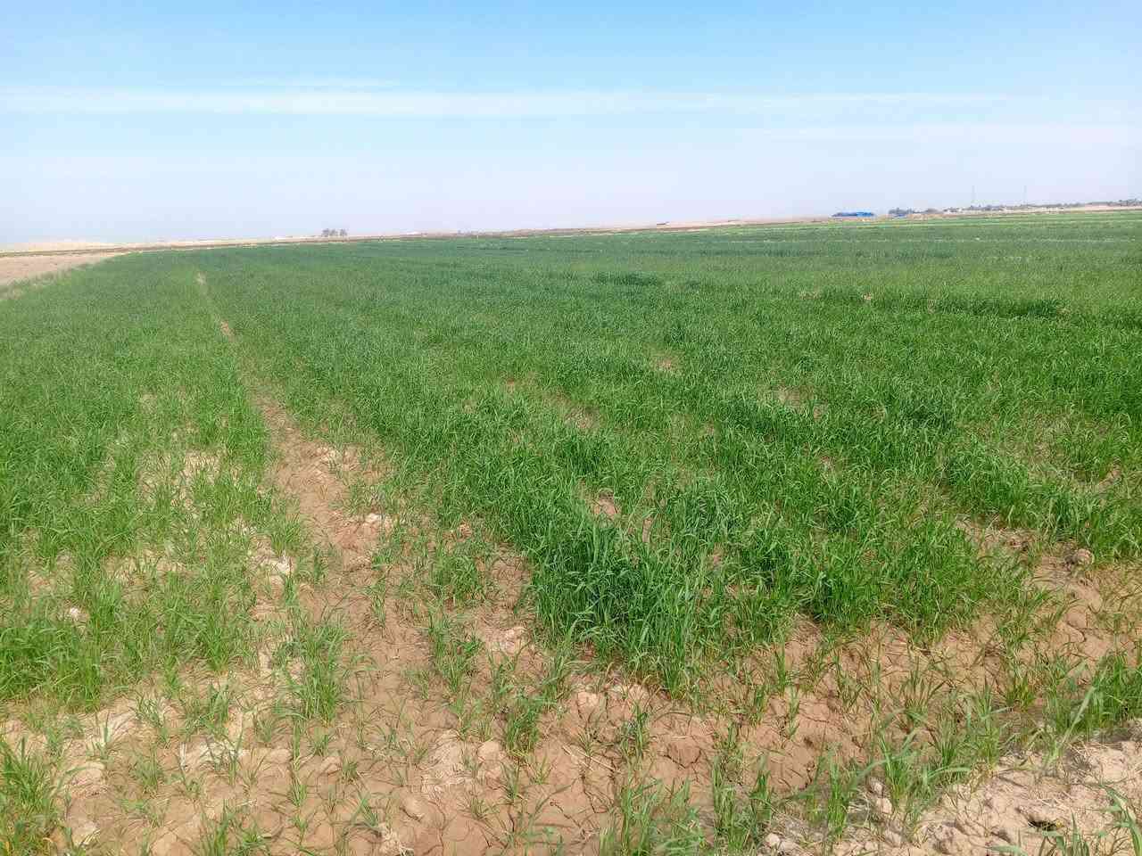 ارض زراعيه للبيع 7 دونم استصلاح في واسط الشحيمية قريه 3 رقم ***********
