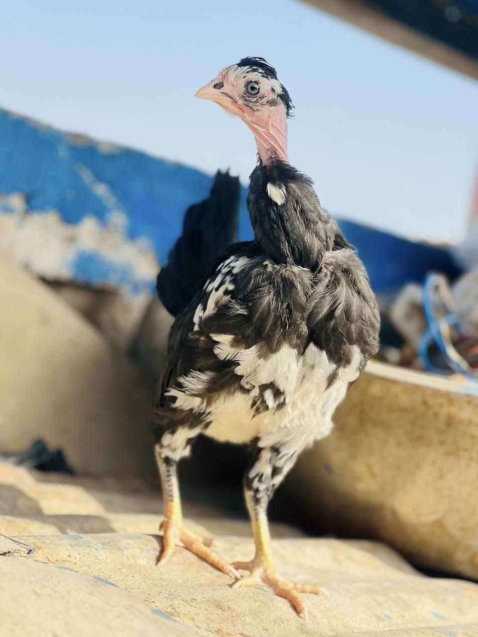 متاح فروجات ورد الباكله٥ دجاجات وديج الديج ابيض ورصاصي مقطع الامهات موجود بلمنشور  سعر الزوج 45 وبيهن مجال مكاني بصره كرنه قرب المستشفى ***********
