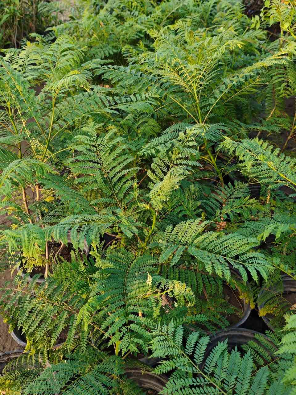 مشتل سلفينيا 🌿
توفرت شتلات جاكرندا بنفسجي (Jacaranda mimosifolia) 💜🌳

💰 السعر: 10 آلاف دينار
📏 الارتفاع: من 70 سم إلى متر تقريبًا
🚚 التوصيل: متوفر لجميع محافظات العراق

🌿 المواصفات:
من أجمل أشجار الزينة في العالم، تتميز بأوراقها الناعمة المشابهة للسرخس، ونموها مرتب وأنيق، وتعطي شكل فاخر جدًا للحدائق والبيوت والمزارع.

☀️ التحمل:
تتحمل الحرارة والأجواء العراقية بشكل جيد بعد التجذّر، وتحب الشمس المباشرة، ونموها يكون ممتاز بالأماكن المفتوحة.

💜 الإزهار:
تزهر بعناقيد بنفسجية ساحرة تلفت النظر بشكل قوي، وتخلي المكان مميز وفخم وقت الإزهار.

✨ الفوائد:
مناسبة للحدائق المنزلية، الأرصفة، الاستراحات والمزارع، تعطي ظل جميل مع الوقت وتزيد من جمال وقيمة المكان.
شتلات مختارة وصحية وجاهزة للزراعة 🌱🔥


**إذا كنت صاحب هذا الإعلان وتريد حذفه لأي سبب، رجاءا أرسل رسالة إلى الدعم الفني**