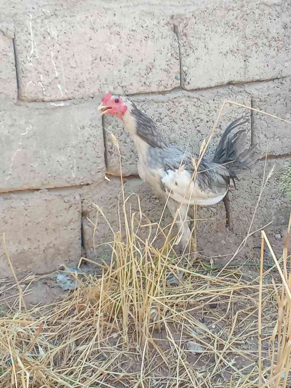 متاح
ديج بوطاني رصاصي اصلي 
شرط اصلي عيون سود رجلين سود
ملقح كامل ثلاثي ورباعي زيتي 
خشانه فول
لون فاتح فول صدر ابيض 
ديج فول درجه اولى 
عمر اكثر من 4 اشهر
سعر ب 25 الف
عنواني موصل ايسر كوكجلي 
خاص مفتوح


**إذا كنت صاحب هذا الإعلان وتريد حذفه لأي سبب، رجاءا أرسل رسالة إلى الدعم الفني**