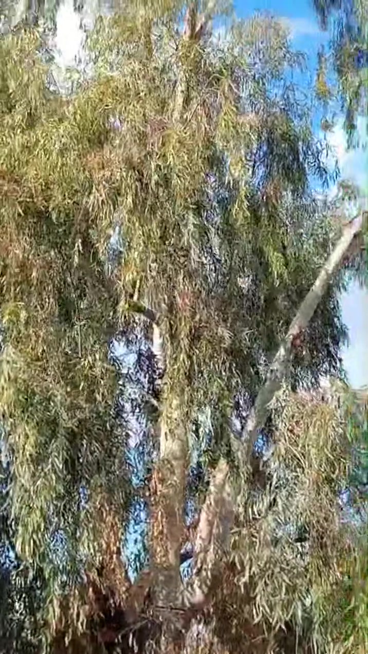 السلام عليكم 
 يوجد منشار بأنزين لقص كافة الأشجار و تكريب النخل داخل وخارج ناحية القيارة للاستفسار اتصل ***********
