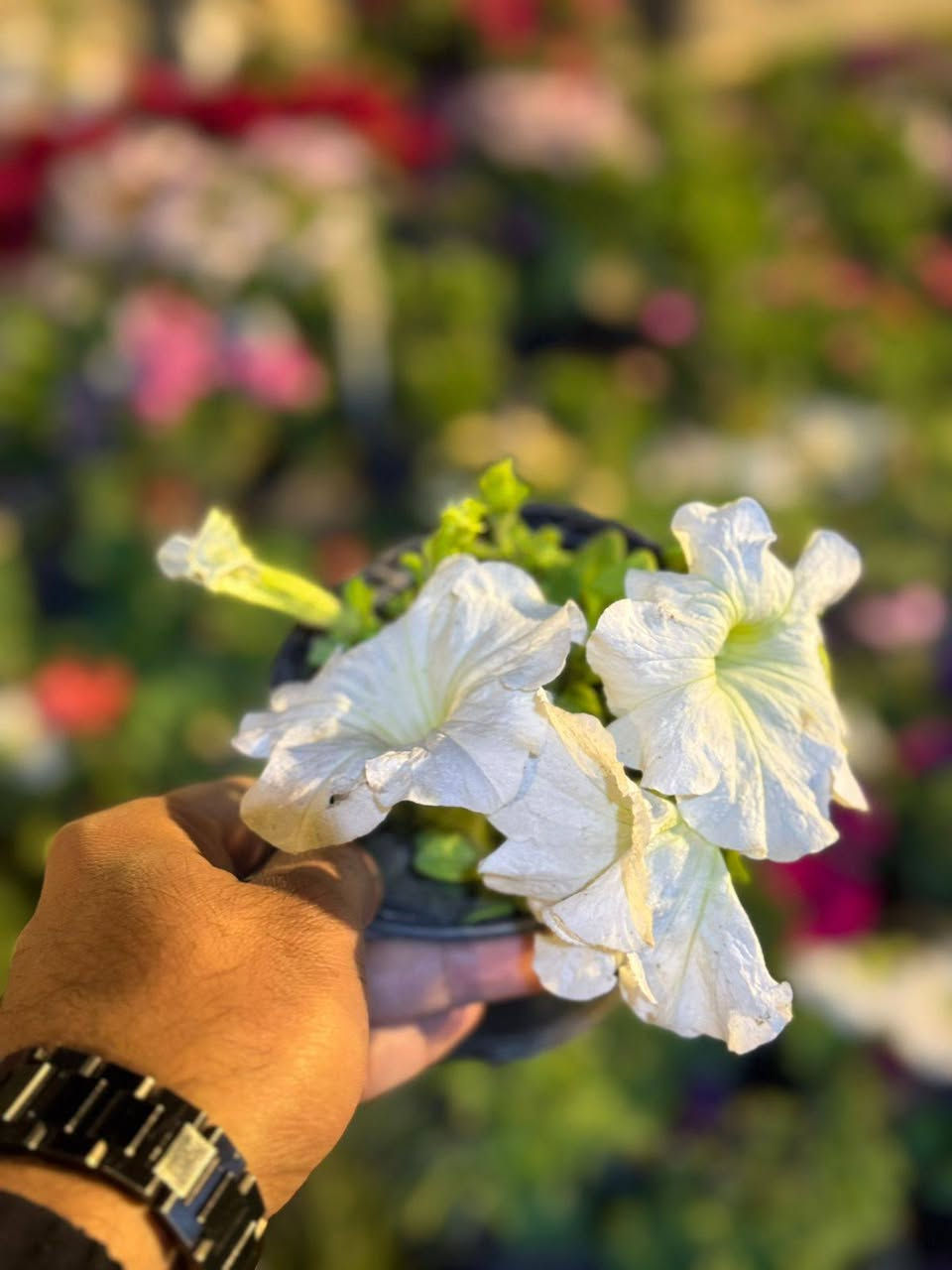 بمناسبة عيد الفطر المبارك تخفيض 10‎%‎ 🌙 كل عام و انتم بألف خير ❤️😍

 التخفيض يشمل جميع المنتجات داخل المشتل و تكون على القائمة🔥🔥 
🌿 نباتات ظلية داخلية
🌳 نباتات خارجية
🌸 زهور متنوعة
🪴 سنادين ودوارق
🌱 أسمدة وبيتموس
 وجميع مستلزمات النباتات
📍 العنوان:الفلوجة – السوق العصري
 شارع ٤٠ – الفرع المقابل سنتر ملامح
📞 موبايل:***********
#مشتل#مشتل_سما_الربيع#نباتات#نباتات_ظلية#نباتات_منزلية⁩
