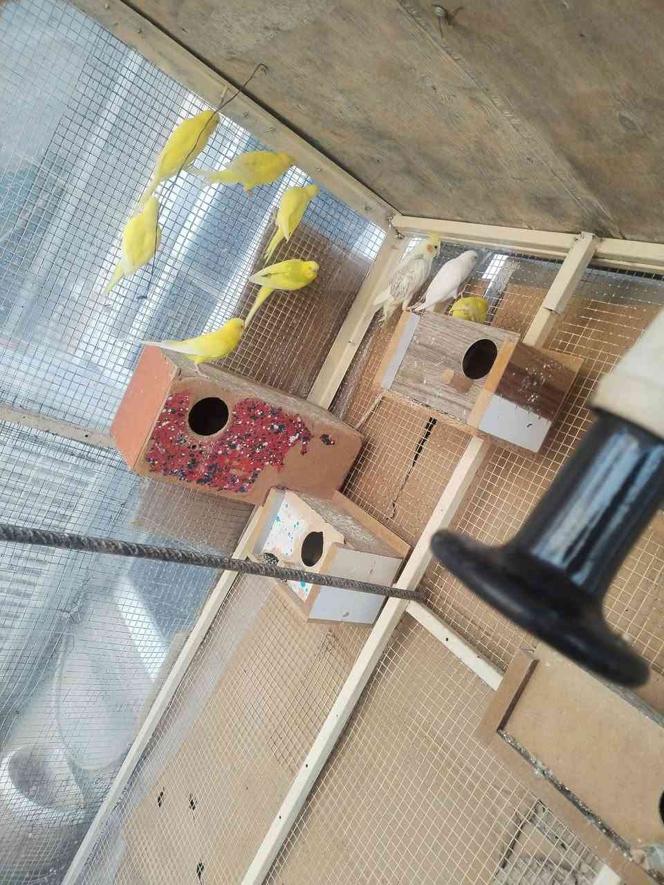 طيور حب للبيع 4 ازواج الزوج ب 10 المكان كركوك عمل شعبي ***********
