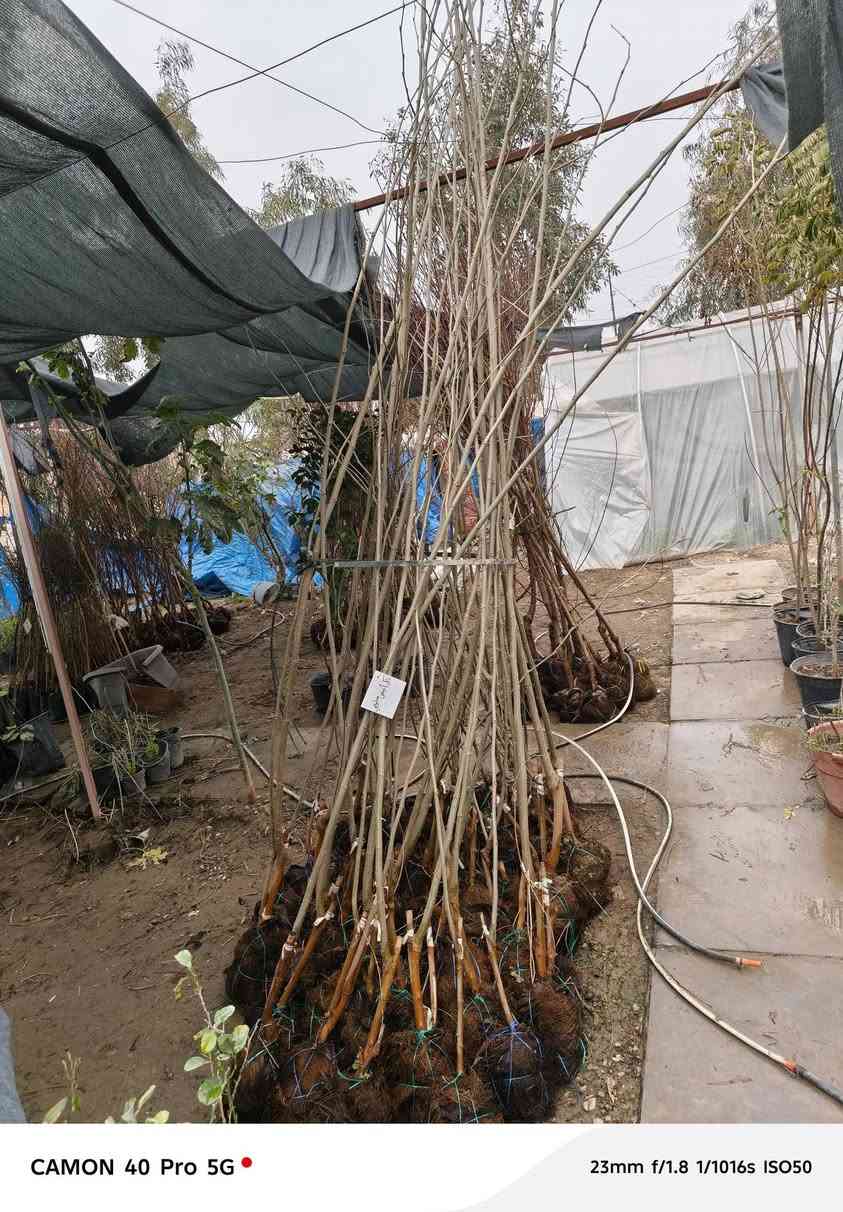 🌳 #وصول_وجبة_اخرى 🌲
متابعينا الاعزاء وصلتني وجبة اخرى من الاشجار الفواكه النفضية اشجار عالية وكلها طاكه اوراق جديدة (فول الفول) 🌟

  زورونآإ تـ♥̨̥̬̩جـ♥̨̥̬̩دون مـ♥̨̥̬̩آإيسرگ♥̨̥̬̩مـ♥̨̥̬̩

#مشہتہلہ_الہناعہوريہ_لہنباتہاتہ_الہزيہنة👩🏻‍🌾
🏠﮼العنوان :-
#صلاح_الدين/#قضاء_الدور/#قرب_البانزينخانه

#للحجزوالتوصيل 🚘
يرجى الاتصال برقم الاستاذ سعيد☎️
‭+٩٦٤ ٧٧٠ ٢٠٥ ٥٩٦٤‬
