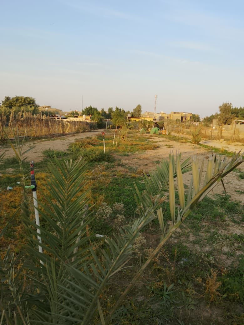 اللهم صل على محمد وال محمد من رخصة مسوؤلي الكروب
بيت مع مزرعة للبيع – بغداد حي البتول 
 مساحة الأرض 2500 مزروعة بأشجار حمضيات وفواكه تين بربن رمان نبك تفاحي 
فسايل نخيل برحي اصطه عمران تبرزل 
مساحة البناء 150م²:
البيت : 2 غرف نوم، استقبال، هول، مطبخ، مجمع صحيات، وواجهة 20 م. نزال 130 م 
نهاية الشارع مدرسه الخيرات 
📞 للتواصل: ***********
°22'31.9"N 44°32'13.7"E
