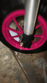 دراجة ماكس ١٢٠مضلع للبيع الدراجة مكينة55كاملة الدراجة مناقصهة شي بس [ا...