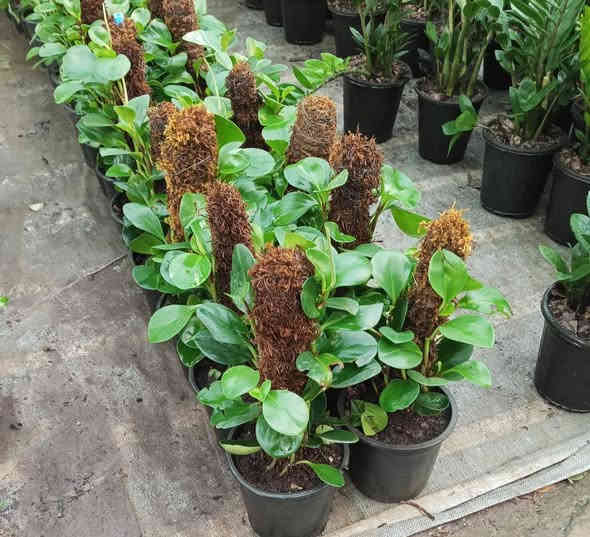 #نباتات_ظلية_منزلية
اكثر من نوع واحد 
وبأسعار شبه بلاش 
5 الف او 6  او 7 الاف فقط 
#توصيل متوفر لكل المحافظات العراقية 
#للحجز والاستفسار مراسلة الصفحة 
او واتساب ***********
#العنوان بغداد سبع ابكار
#نباتاتي #بغداد #ظليات #نباتات_منزلية #مشتل #بيع_النباتات #اكسبلور #فولو_اكسبلور #نباتات_ظلية
