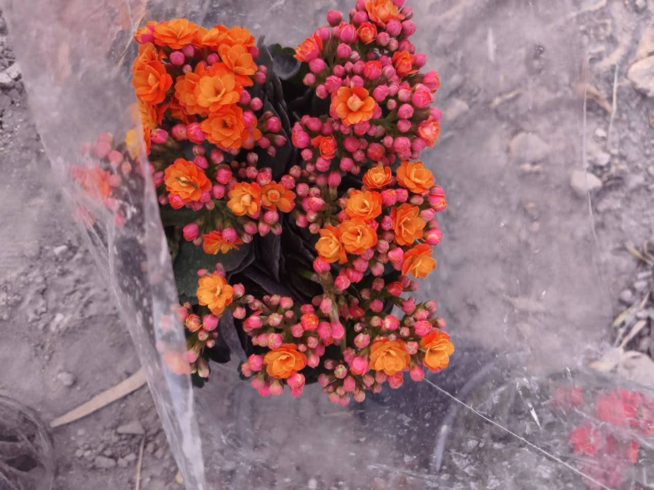 بسم الله تم بعون الله افتتاح مشتل مقابل البنفسج  وبأسعار مناسبه


**إذا كنت صاحب هذا الإعلان وتريد حذفه لأي سبب، رجاءا أرسل رسالة إلى الدعم الفني**