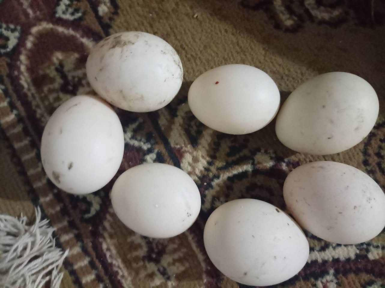 بيض مصري للبيع 4 بالف  رقم الجوال ***********
