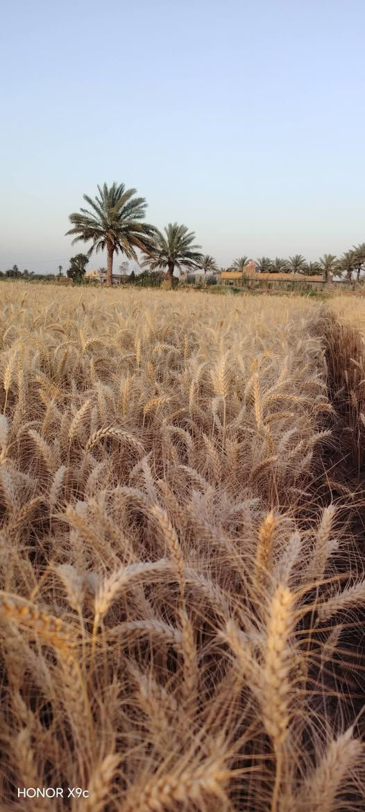 سلام عليكم يوجد ابذور ملكه الفرنسيه. صنف راقي  نتاج. خير من الله اي. وقت ينزرع حته 1/20/ ومن الله توفيق تصل على هاذه رقم *********** حياكم الله
