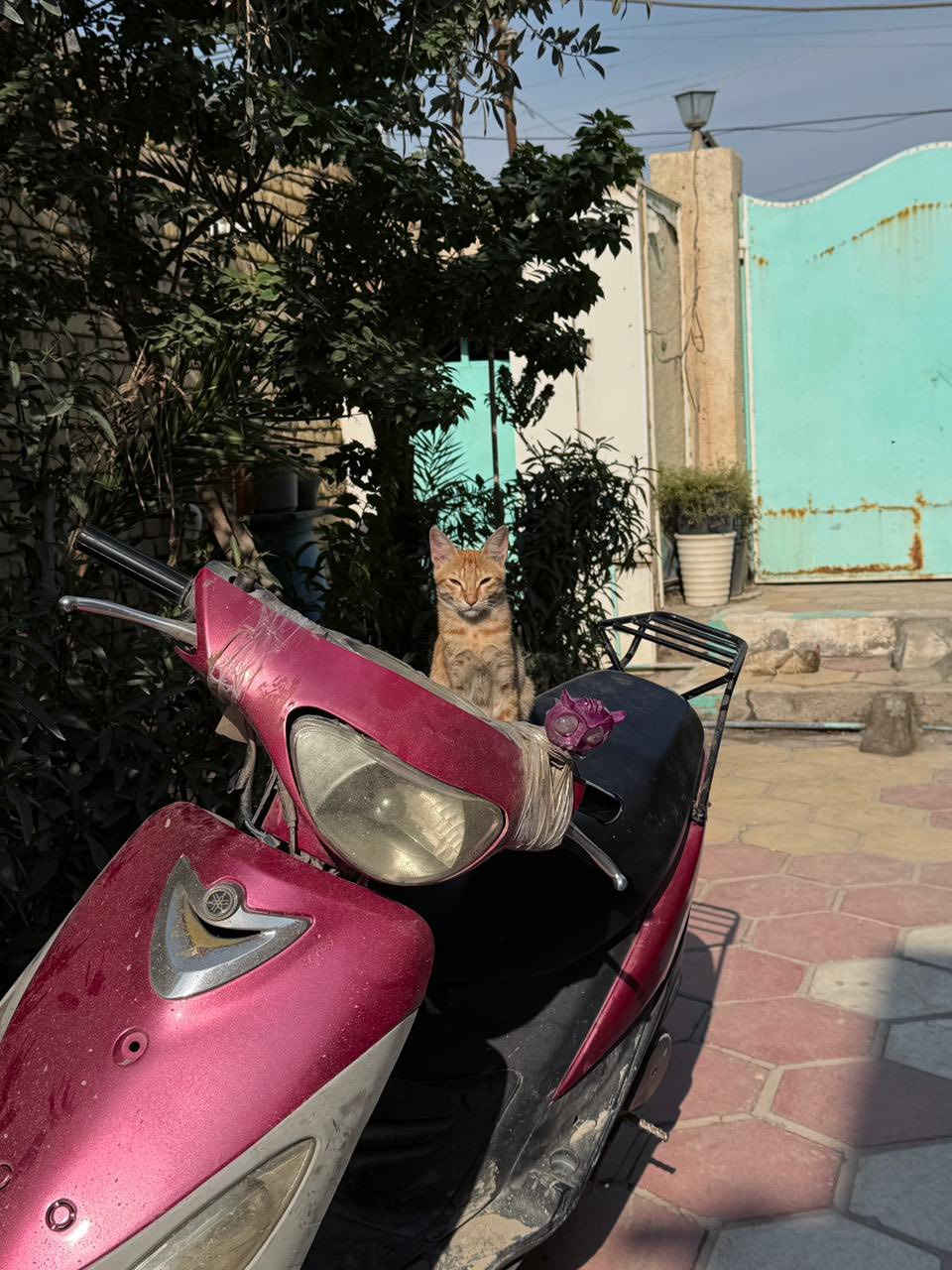 سلام عليكم عيوني دراجه ماكس منغولي مفتوحه بوشه 55
دراجه مستعجل ع بيعته سعر 400 وبيه مجال 
رقمي ***********
