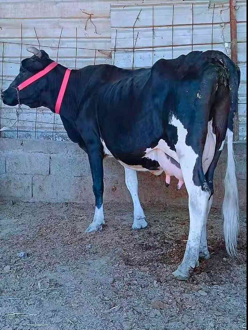 حجز قبل لا تنباع ‭***********‬
