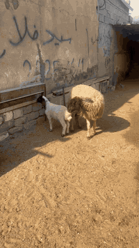 نعجة حامل • أول بطن • البصرة الزبير