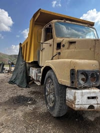 فالفو • بدون أوراق • مكفولة