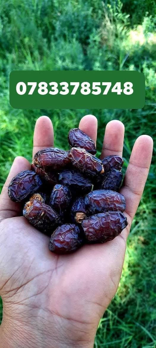 سلام عليكم محبي زراعة النخيل يتوفر الدينا فسال البيع.
  برحي.. 💫
شويثي احمر.💫.. مكتوم...💫 بريم.. جوزي احمر.. 💫
عنوان ذي قار💫 سوق الشيوخ. ***********
