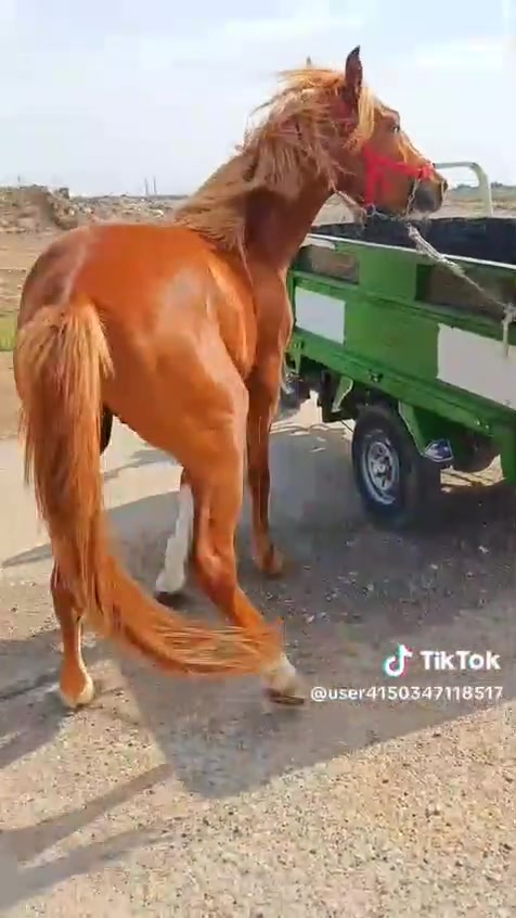 فلو عربي اصيل عمره سنتين مكاني بغداد بسعر مناسب ***********
