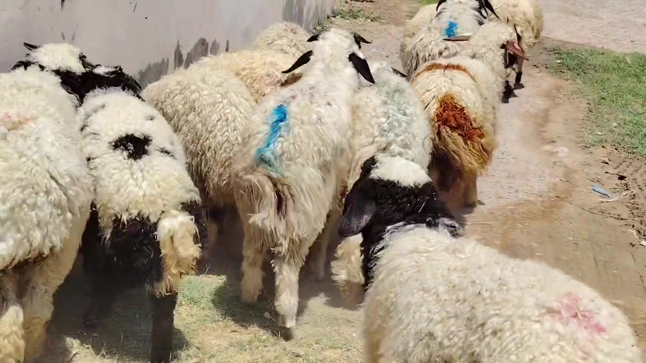 من رخصت الأدمن
اخوان للبيع طليان العدد 10 +فطايم العدد 3 طليان ناصحات شرط النصاحه تريدهم ربط او ذبح درجى أولى ابيع شلع مكاني صلاح الدين بيجي للاتصال *********** /***********
