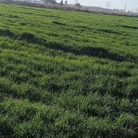 3 دوانم • سند 25 • الصياحية