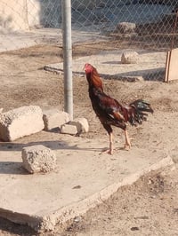 ديج هرتي للبيع ٠٧٧١٤٠٦٩٧٥٦