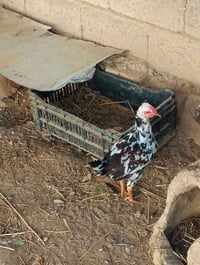 للبيع دجاج عرب ديوجه ودجاج مكاني نهايه الخالصه بلمصريين رقمي 078819714...