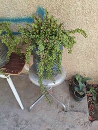 دمعة الطفل • حجم وسط • توصيل بغداد