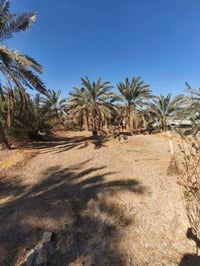 كربلاء عامود125 • نص دونم • طابو زراعي