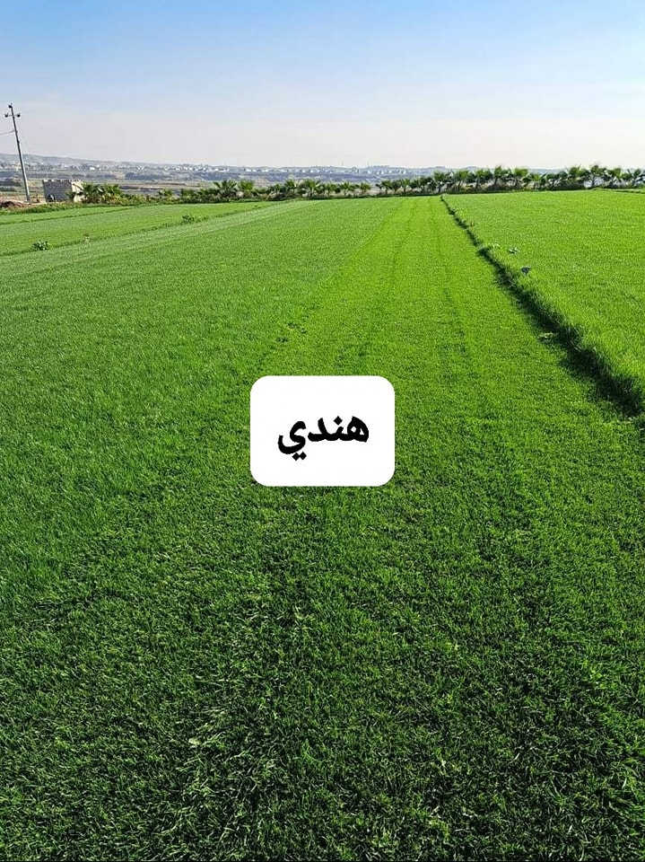 مع بداية الموسم الجديد ٢٠٢٦ يسرنا ان نوفر لكم الثيل الطبيعي عالي جوده يتحمل كافه ظروف البيئية 
#الفرنسي دائم الخضره 
#الايطالي دائم الخضره 
#الهندي خضار موسمي
#الانكليزي خضار موسمي................
 مع خدمة التوصيل لكافة محافظات العراق لمعرفة المزيد راسل الصفحه او اتصل على 
***********
***********
او الواتس اب 
ثيل ديالى الطبيعي
