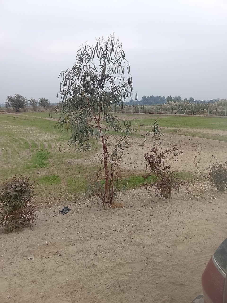 أرض زراعية للبيع مساحه 10دونم طابو زراعي تبعد 4كيلو عن الشارع العام حله ديوانيه منطقه الجذع تتوفر فيها جميع الخدمات للاتصال أو الاستفسار ***********
