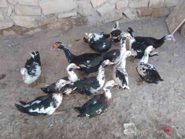 للبيع بط مصري عدد،،14 نصحات فول صحه نشاط مكان موصل جانب ايمن شراي يتصل ع رقم او يجي خاص 
***********
***********
@إشارة 
#الجميع
