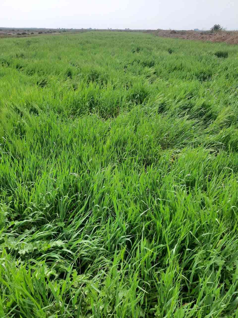 سلام عليكم
شروه البيع بيها 14 دونم ودونمين جت وياها ماطور وماي بيها 
مكان قلعه سكر على طريق معمل زيوت علاشارع 
خوان مكلف بنشر رقم صاحب شروه ***********
