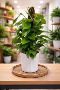 لبلاب عمودي • سيراميك • توصيل