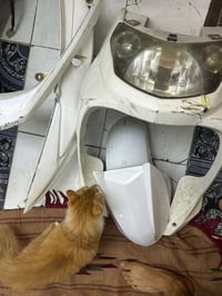 كفو سكنس فحل اصلي مكسور لبجم ومصلح يرادله غسل كامل ماصده وبكلايت سعره ...