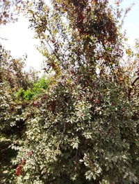 بستان للبيع • ارض زراعية • اراضي في صلاح الدين • بستان في قضاء بلد • ا...
