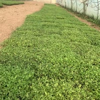 طماطم اوسكار • شتل درجة اولى • السعود المثلث