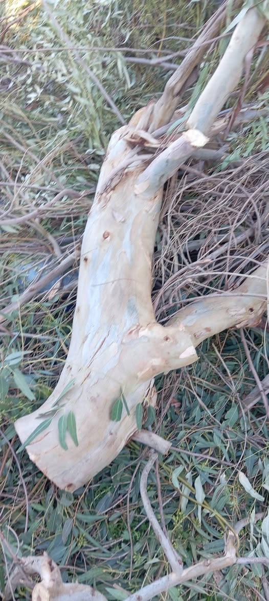 السلام عليكم
يوجد حطب أخضر للبيع حمل كيتين أو اكثر السعر 190 ألف /المكان البغدادي / رقم. ***********
