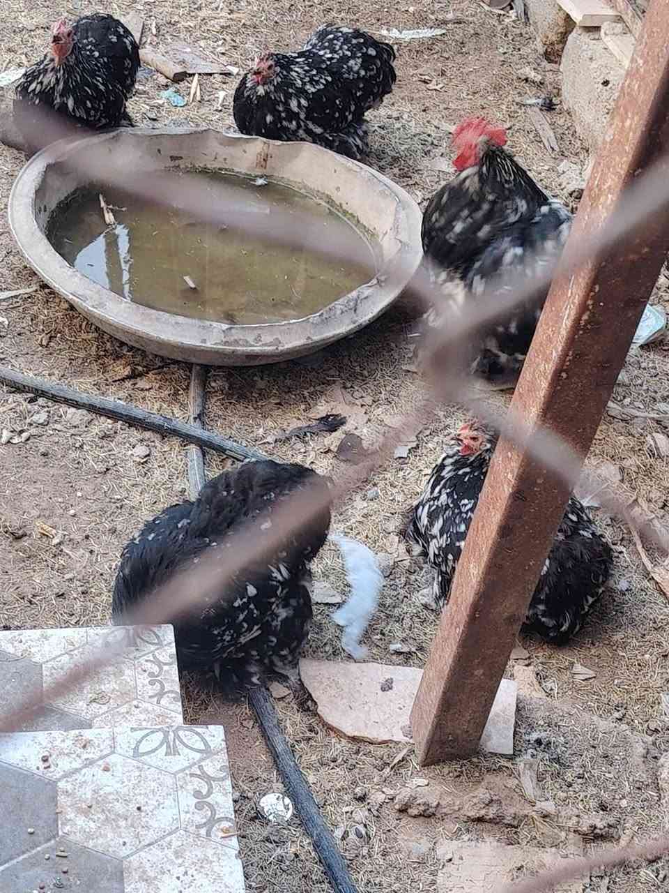 متاح تخم دجاجات كوشن بلاك موتد ٤ دجاجات وديك


**إذا كنت صاحب هذا الإعلان وتريد حذفه لأي سبب، رجاءا أرسل رسالة إلى الدعم الفني**