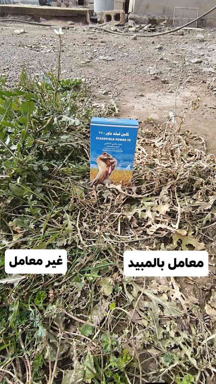 يتوفر في مكتب عبدالله الهلال الزراعي   مبيد الأوراق العريضة  كلين فيلد الخاص بالفجيلة البيضاء  و الصفراء و طيف واسع من الادغال العريضه.
المسجل لدى وزارة الزراعة العراقية ، آمن على التربة وبدون أي أثر متبقيي

لطلب المبيد راجع المكتب ، طريق المظهورية مقابل مطعم الحمداني 

متوفر توصيل لجميع المحافضات 

هـ ***********
هـ ***********
